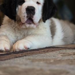Cinderella - Mahogany and white female Saint Bernard puppy in Saltsburg, Pennsylvania from Loyal Ridge Saint Bernards