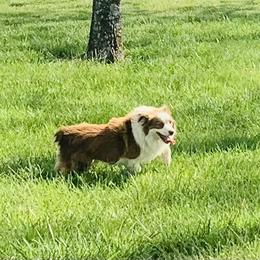 Miniature Australian Shepherd All Grown Up from RLM Mini Australian Shepherds