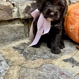 Marcie - Chocolate female Australian Labradoodle puppy in Trussville, Alabama from Cahaba Doodles