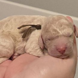 Jonathan- Brown collar - Cream male Goldendoodle puppy in Summerville, South Carolina from Channys Doodles