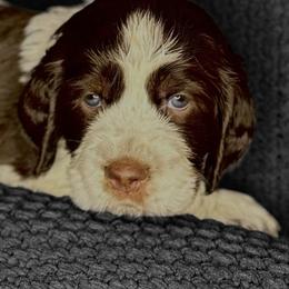 CINNAMON - Liver white and tan male English Springer Spaniel puppy in Billings, Montana from M&M Fuzzy Bottom Friends