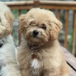 Cockapoos from Rosie's Cockapoo Pups
