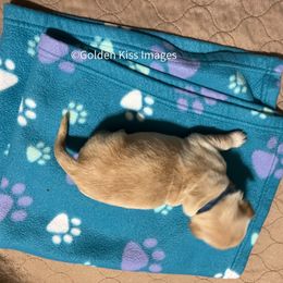 Golden Retriever Puppies from Golden Kiss Retrievers