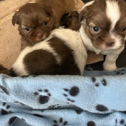 Shih Tzu Puppies from Liz Shih Tzu Cuties