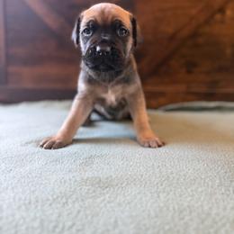 Cane Corso Puppies from Cowan Farms