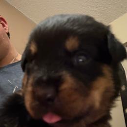 Blue boy - Black and mahogany male Rottweiler puppy in Colorado Springs, Colorado from Von Locher Rotties