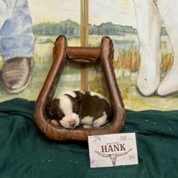 Hank Williams - Red white and sable male Rat Terrier puppy in Cushing, Oklahoma from Northwoods Rat Terriers