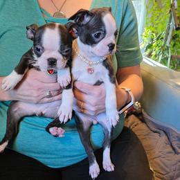 Daisy's brindle girl - Black brindle and white female Boston Terrier puppy in Anchorage, Alaska from 907 Bostons