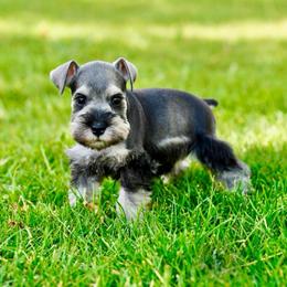 Luna - Salt and pepper female Miniature Schnauzer puppy in Snowflake / Phoenix, Arizona from Snowflake Schnauzers