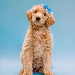 Aussiedoodle and Labradoodle Puppies from Doodles on Duty