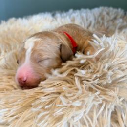 Red Collar - Apricot male Goldendoodle puppy in Ottawa, Kansas from Kansas Country Doodles