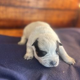 Boy 2 - Blue speckled male Australian Cattle Dog puppy in Mooresboro, North Carolina from Grog Creek Kennel