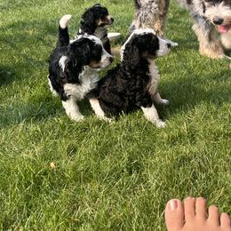 Bernedoodle Puppies from Timber Trail Bernedoodles RI
