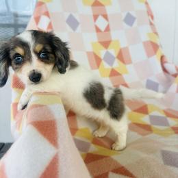 Boy 3 - Dapple male Dachshund puppy in Oklahoma from DRB Dachshunds