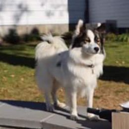 Icelandic Sheepdog Puppies from Valhalla Icelandic Sheepdogs