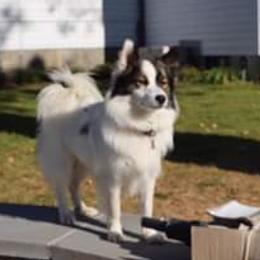 Icelandic Sheepdog Puppies from Valhalla Icelandic Sheepdogs