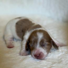 Truffles - Dapple female Dachshund puppy in Duncanville, Alabama from Bear Creek Dachshunds