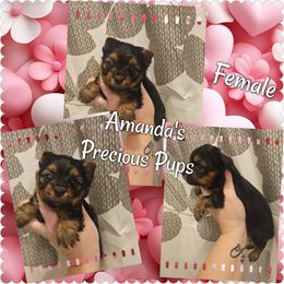 Girl 1 - Black and tan Yorkshire Terrier puppy in Wartburg, Tennessee from Amanda's Precious Pups
