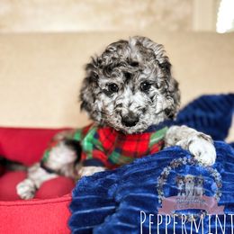 Aussiedoodle Puppies from Ridgeline Doodles