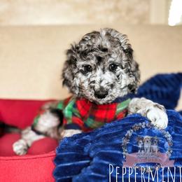Aussiedoodle Puppies from Ridgeline Doodles