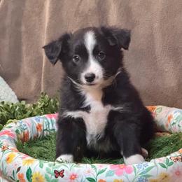 Phoenix - Black & white male Miniature Australian Shepherd puppy in California from Eagle River Aussies