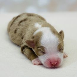 Girl 1 - Toy Australian Shepherd puppy in Piedmont, Alabama from Dugger Mountain Aussies
