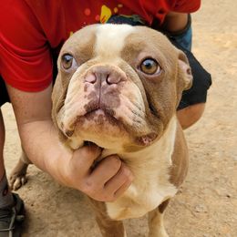 Romeo - Boston Terrier