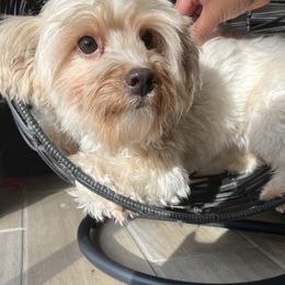 Yorkshire Terriers from MXD Yorkies
