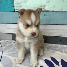 Paul - Red and white male Pomsky puppy in Krum, Texas from Paw-Some Pomskies