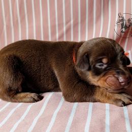 Male 5 - Latte x Rogue - Red and rust male Doberman Pinscher puppy in Spencer, Indiana from Jackson's Dobermans