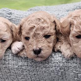 Poodles from Pawsitively Perfect Poodles