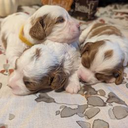 Cavapoo Puppies from Crystal Coast Cavapoodles