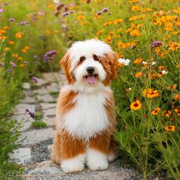 Aussiedoodle, Australian Mountain Doodle, and Bernedoodle All Grown Up from Cottonwood Creek Doodles