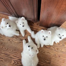 American Eskimo Dog Puppies from Northland Sky Eskies
