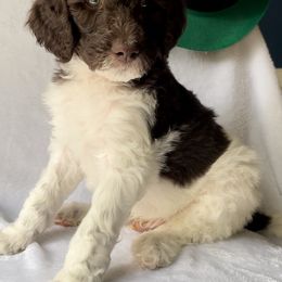 Goldendoodle Puppies from Garden City Doodles, LLC