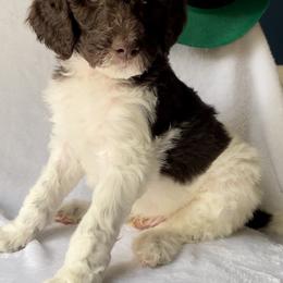 Goldendoodle Puppies from Garden City Doodles, LLC