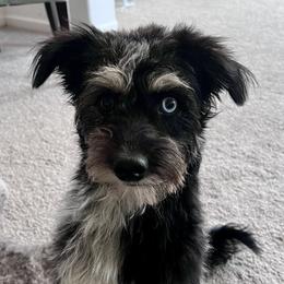 Meilani - Aussiedoodle