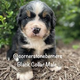 Black Collar - Black rust and white male Bernese Mountain Dog puppy in Flat Rock, Illinois from Corner Stone Bernese Mountain Dogs