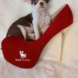 Chihuahua Puppies from Naples Tiny Dogs