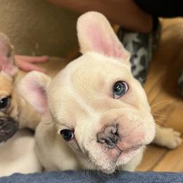 French Bulldogs from Pk Frenchies