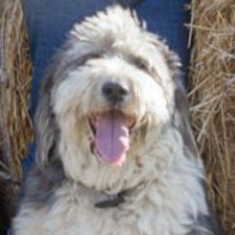 Old English Sheepdogs from Outlaws Run