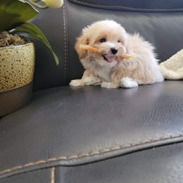 Maltipoo Puppies from Maltipoopuppiescalifornia