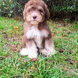Bernedoodle and Aussiedoodle Puppies from Lillybee