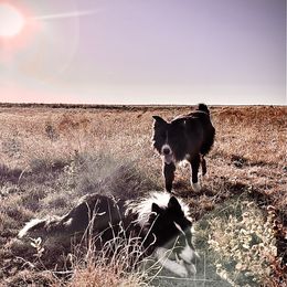 Max - Border Collie