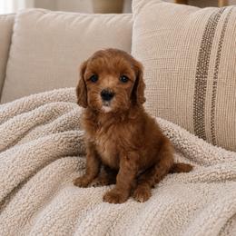 Elsa - Red  female Goldendoodle puppy in Floyd, Virginia from Hearts and Paws Poodles and Doodles
