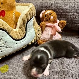 Cindy Lou Who - White and black female Pembroke Welsh Corgi puppy in Nortonville, Kansas from Low Riders Corgis & Mini Aussies