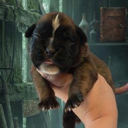 Pennywise (boy) - Fawn male Boxer puppy in Red Boiling Springs, Tennessee from Silver Rain