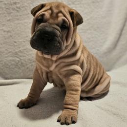 Champ - Red fawn male Chinese Shar-Pei puppy in Bakersfield, California from Cashmerewrinkles