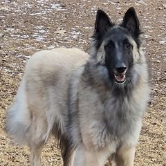 Aspen - Belgian Tervuren