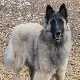 Aspen - Belgian Tervuren
